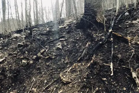 What Happens After a Forest Fire? A Quick to Understanding Fire Ecology