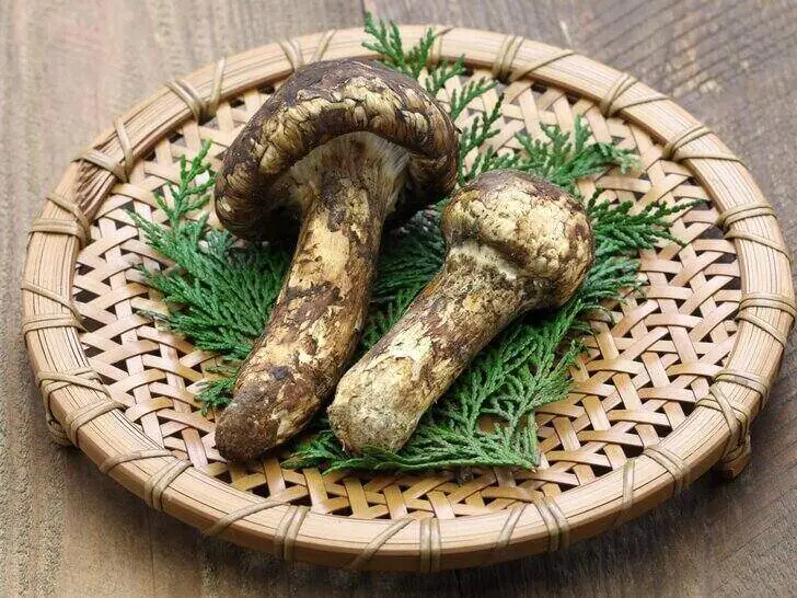 #1 – Matsutake Mushroom