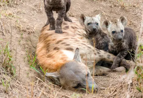 Learn About The Four Species Of Hyenas