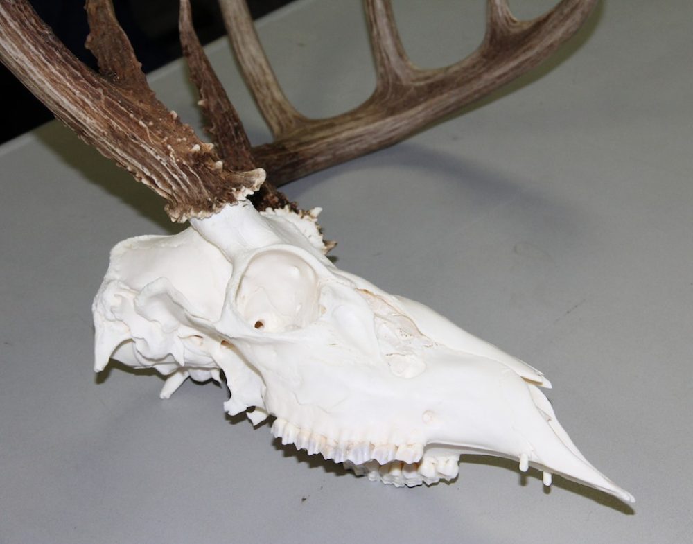 The Curious Case of an Illinois Deer That Had Canine Teeth