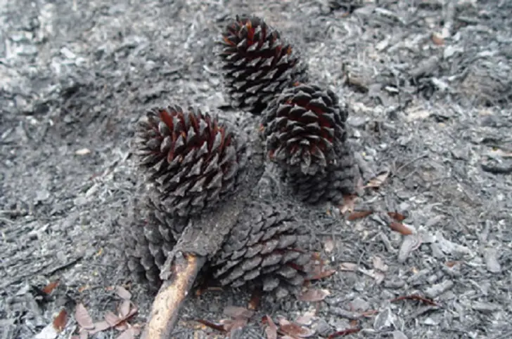 What happens after a forest fire?