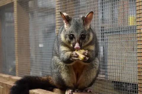 New Study Says Marsupial Fur Colors Come From ‘Broken’ Genes