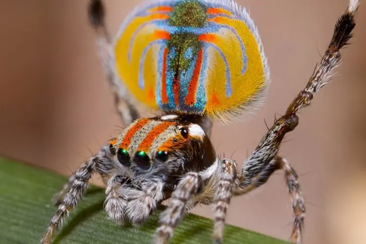 1. Peacock Spiders