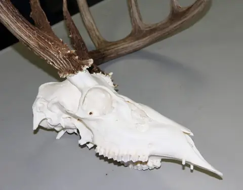 The Curious Case of an Illinois Deer That Had Canine Teeth