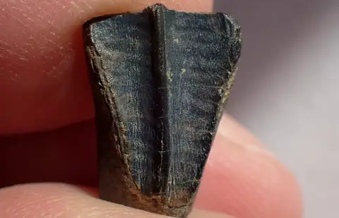Rare 84-Million-YO Dinosaur Tooth Unearthed in Alabama Creek
