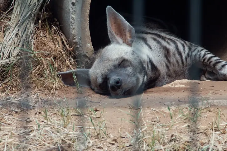 2. Striped Hyenas