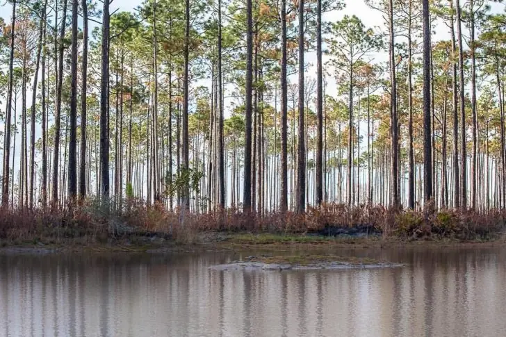 What happens after a forest fire?
