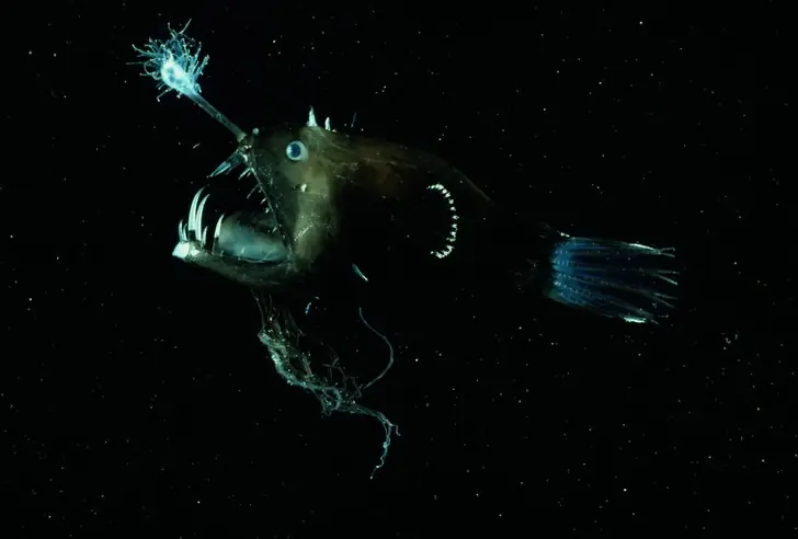 2. Deep-Sea Angler Fish