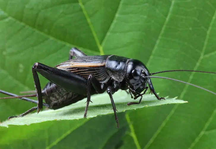 3. Field Crickets