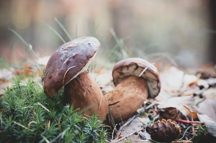 3. A Giant Fungus