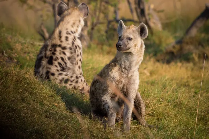 1. Spotted Hyenas