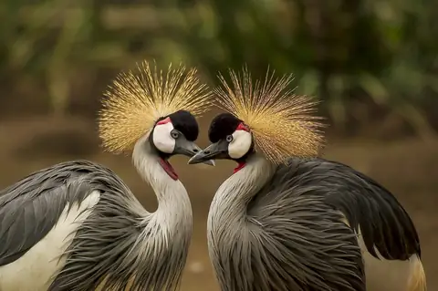 Here Are Some Of The Most Unique Animal Courtship Rituals