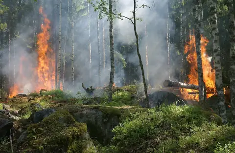 How to Survive a Wildfire: Here Are Your Options