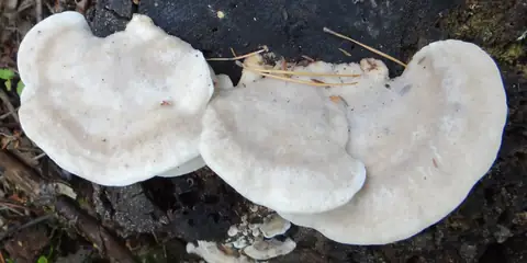 This Rare Mushroom Is the Most Bitter Natural Substance in the World