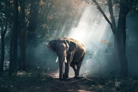 How To Effectively Spot More Wildlife