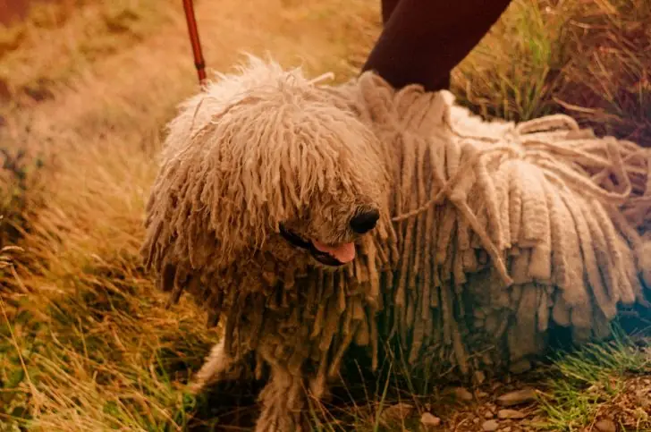 The top strangest animals.
