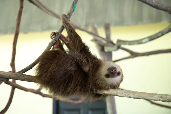 The top strangest animals.